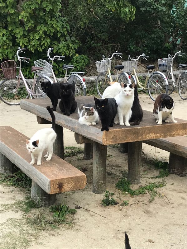 日本・竹富島「石垣島の旅」の写真：ビーチにいるニャンコたち。
カリカリをあ...