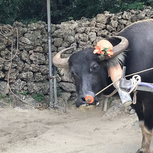 日本・竹富島「石垣島の旅」の写真：天気と相談してとりあえず雨降らなさそうな...