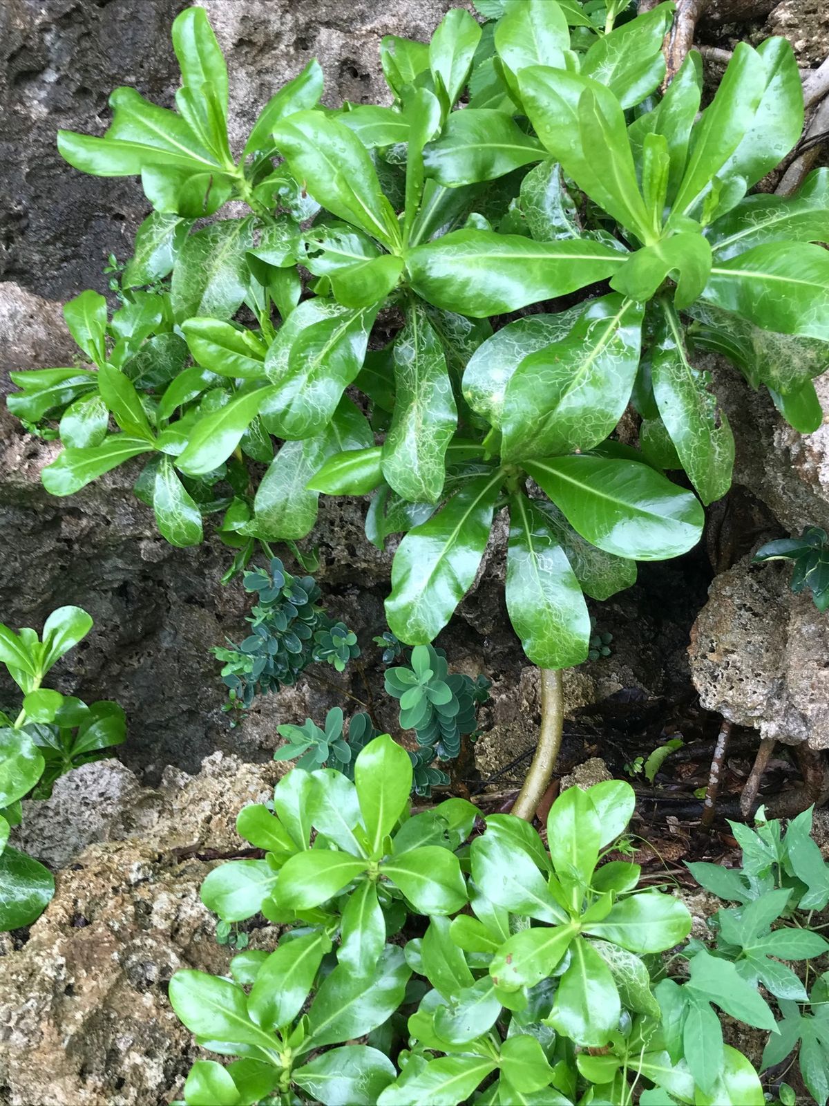 雨ばかりなので鍾乳洞も２つ行きました。
植物も雨に濡れてツヤツヤできれい🌿...