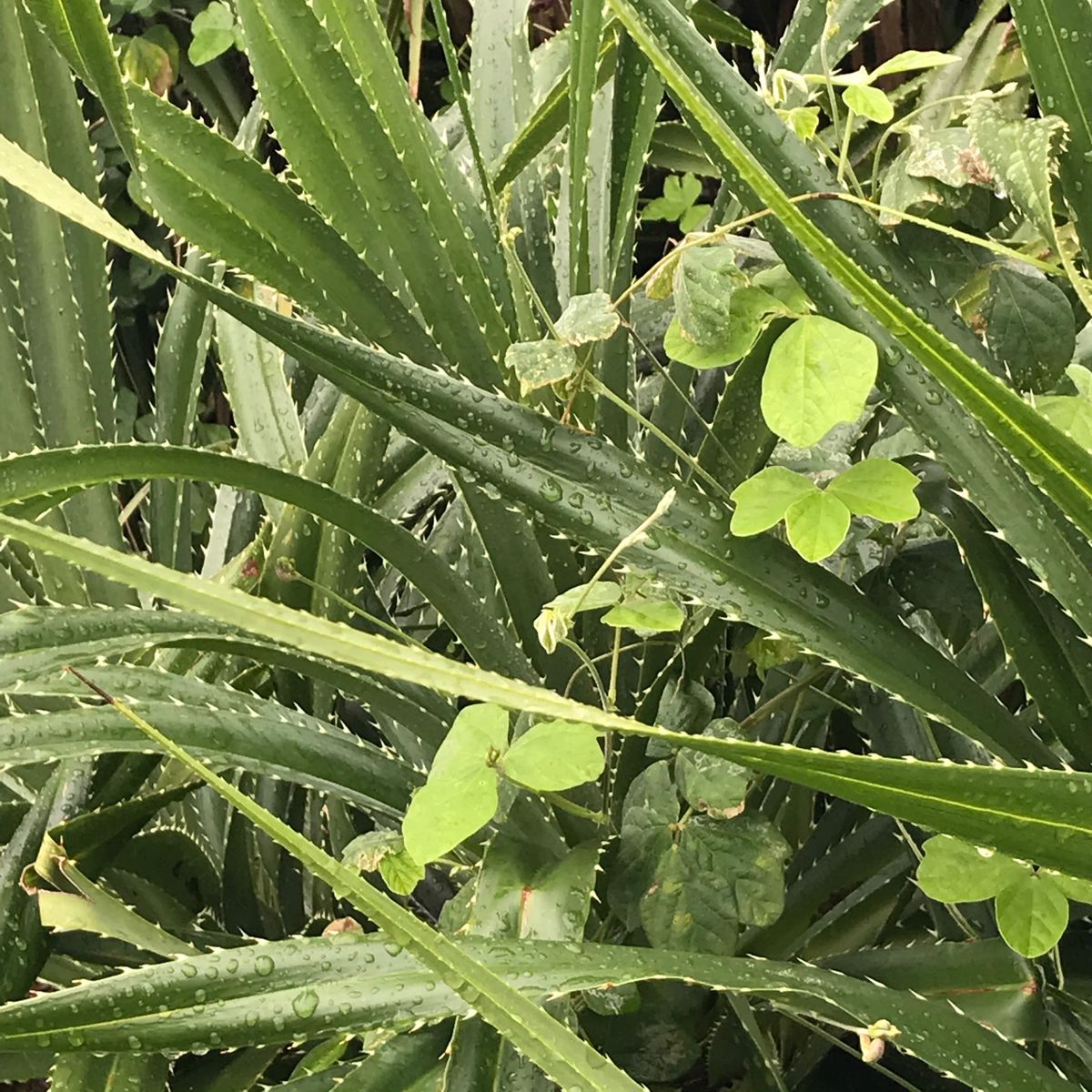 雨ばかりなので鍾乳洞も２つ行きました。
植物も雨に濡れてツヤツヤできれい🌿...