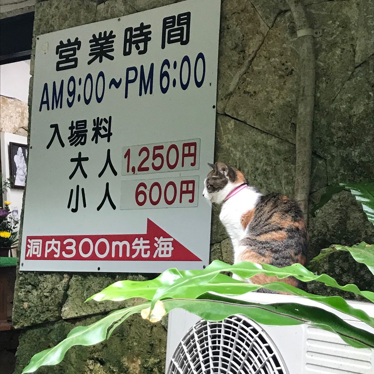 雨ばかりなので鍾乳洞も２つ行きました。
植物も雨に濡れてツヤツヤできれい🌿...