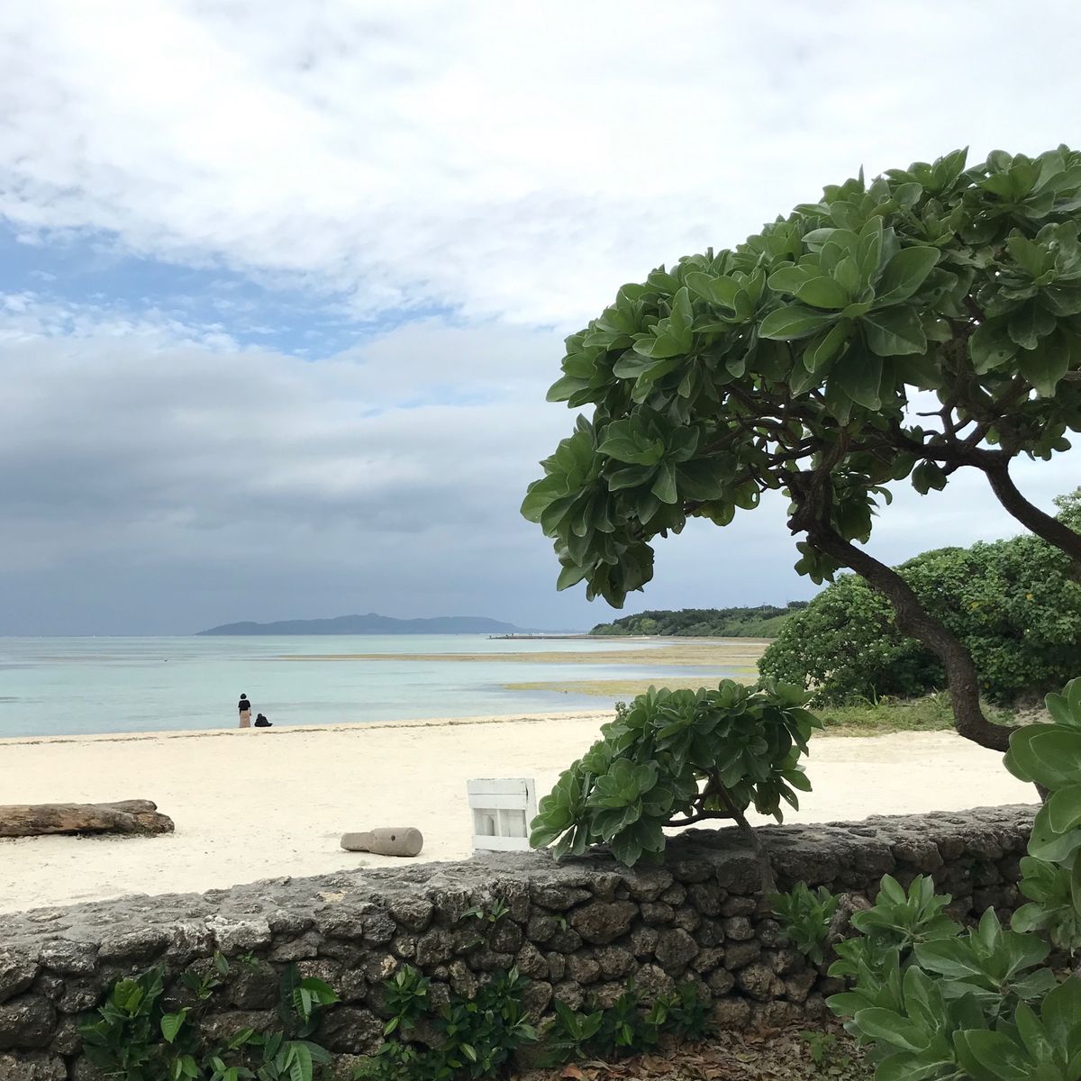 ビーチにいるニャンコたち。
カリカリをあげたら集まって来てしまって、周囲に...