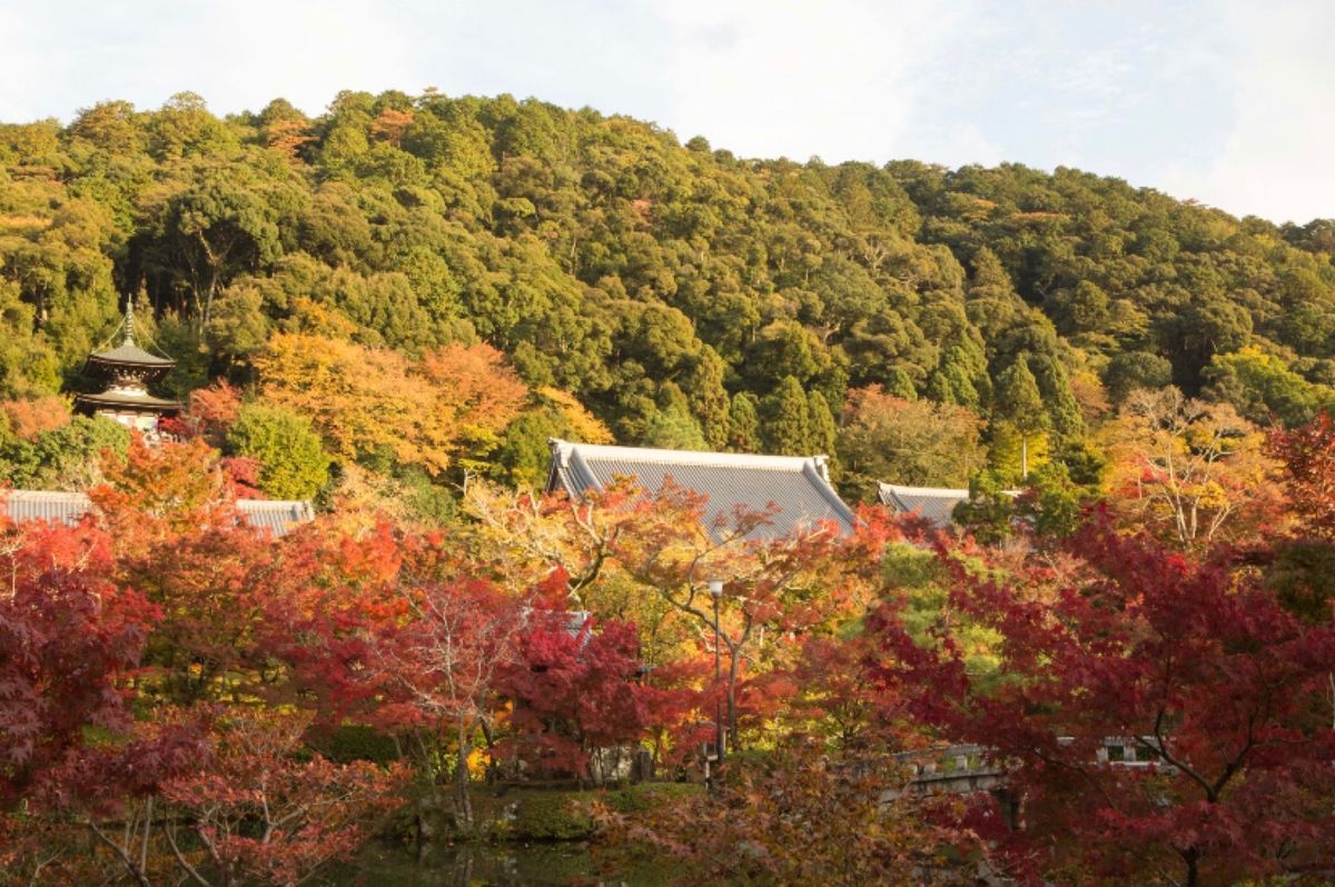 京都市
●永観堂 禅林寺
●永観堂 禅林寺
●永観堂 禅林寺の小川
●永観...