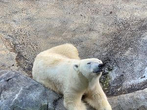 旭山動物園

ホッキョクグマちゃん
離れてみる分には可愛い〜😍