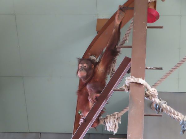 日本・北海道「念願の旭山動物園と青い池へ🤩」の写真：旭山動物園

高いところも楽々移動してる...