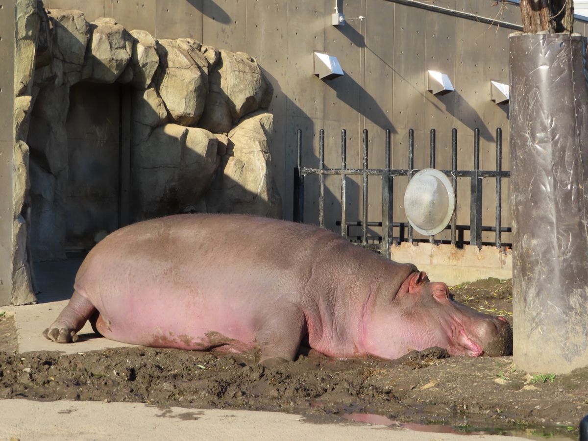 旭山動物園

カバおっきいなぁ🦛
こんなのんびりしてる姿みてたら
実は危険...