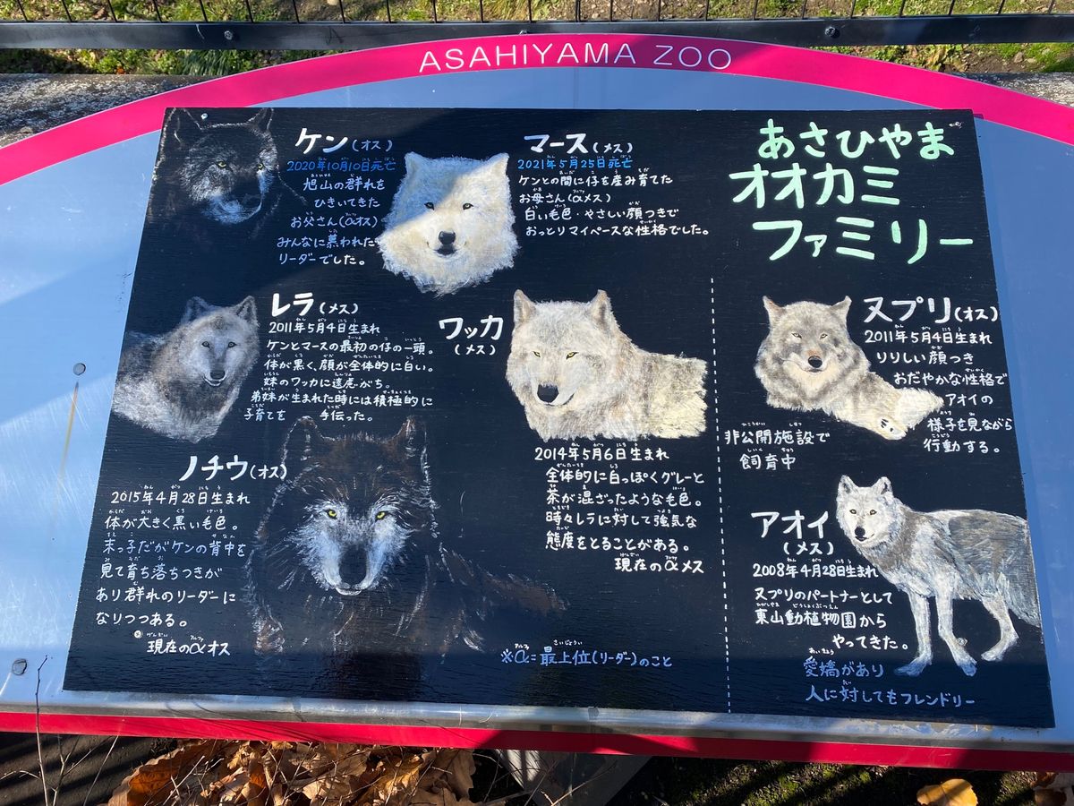 旭山動物園

最初オオカミが全然見つからなくて
やっと見つけた子も
スヤス...