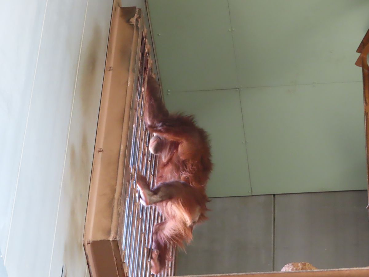 旭山動物園

高いところも楽々移動してる姿はさすが！
めちゃくちゃ高所で暇...