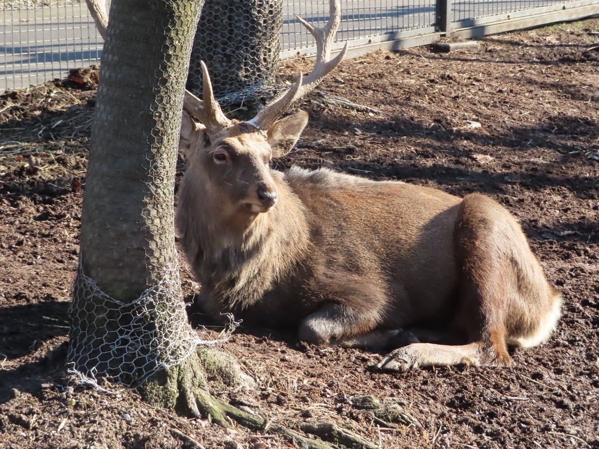 旭山動物園

トナカイちゃん？