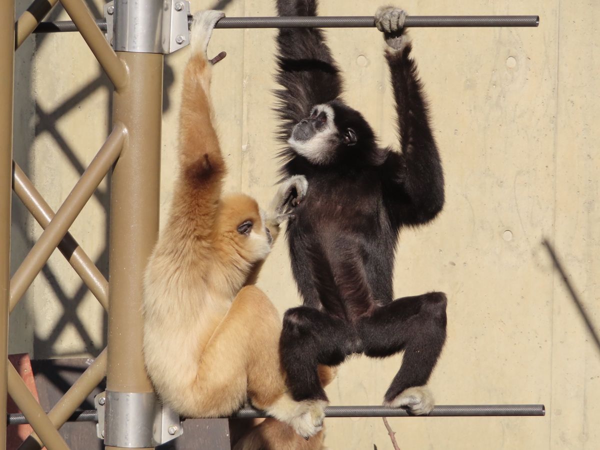 旭山動物園

おサル🐒の可愛い姿がたくさん撮れた❤️