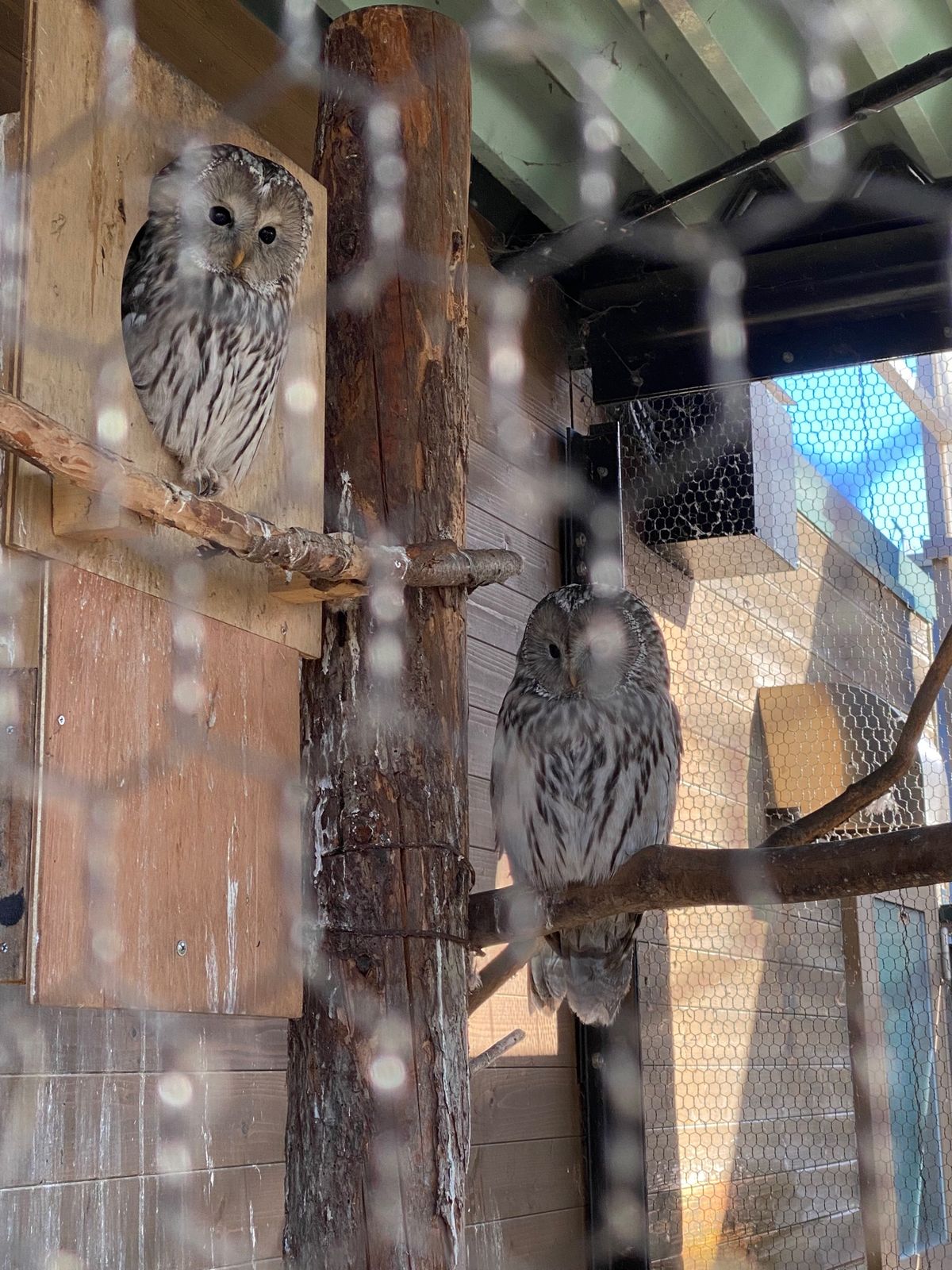 旭山動物園

檻越しだから
撮るの難しい猛禽類ちゃん達