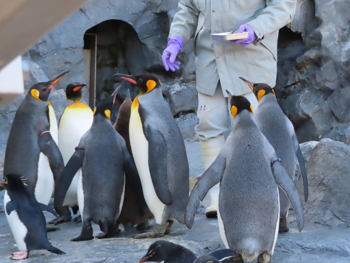 旭山動物園

イワトビペンギンちゃんと
キングペンギンちゃんたち