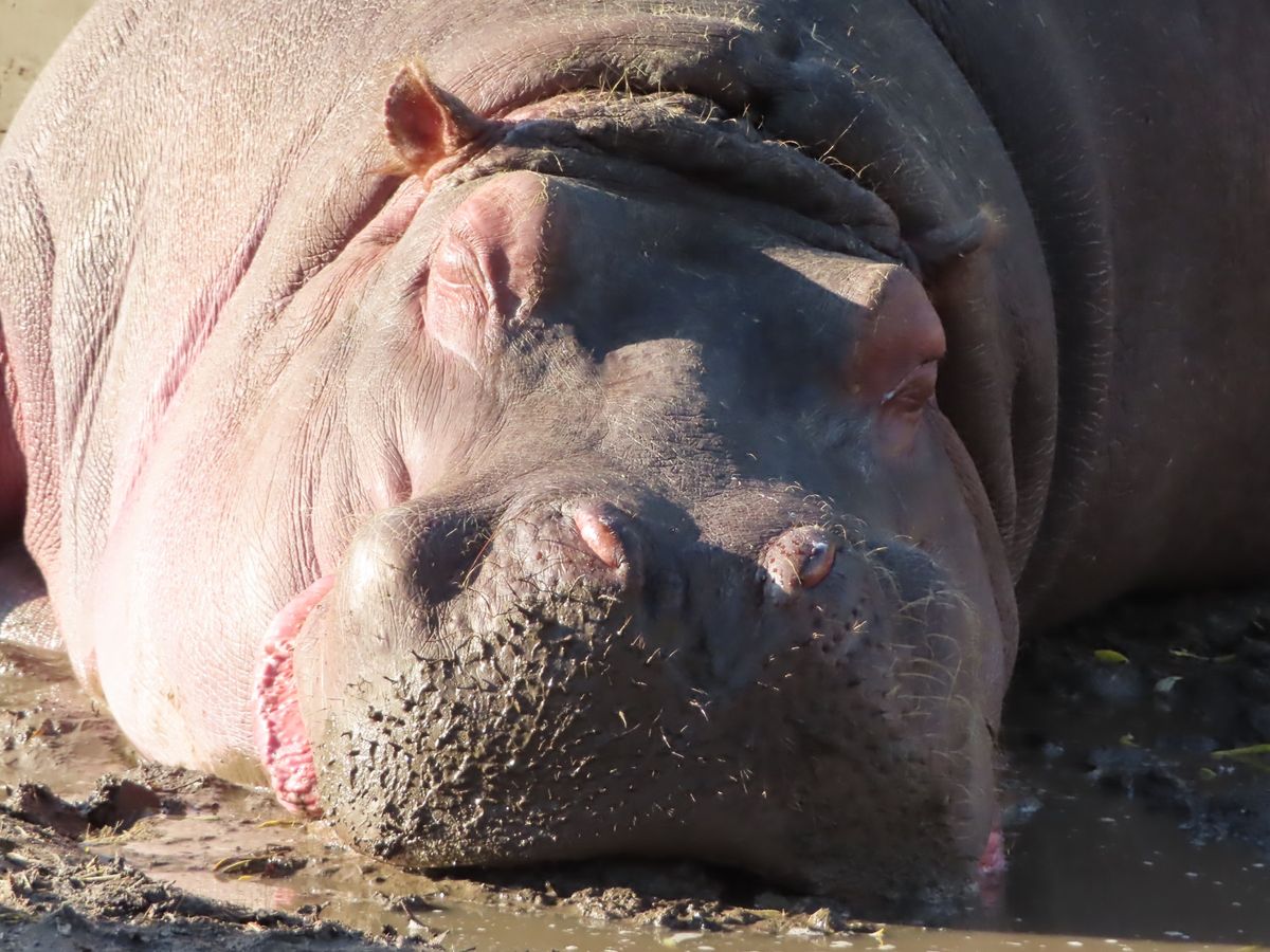 旭山動物園

カバおっきいなぁ🦛
こんなのんびりしてる姿みてたら
実は危険...