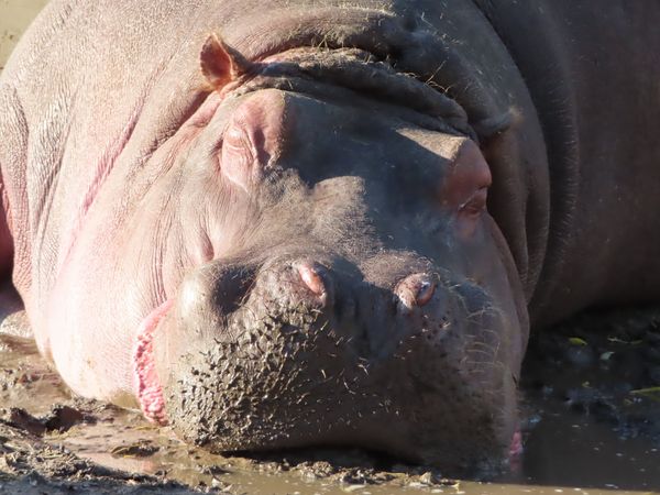 日本・北海道「念願の旭山動物園と青い池へ🤩」の写真：旭山動物園

カバおっきいなぁ🦛
こんな...