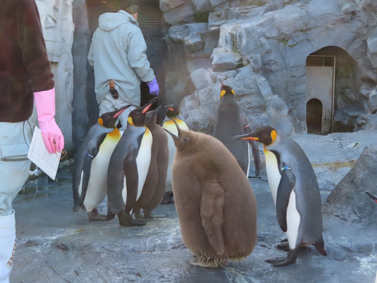旭山動物園

イワトビペンギンちゃんと
キングペンギンちゃんたち