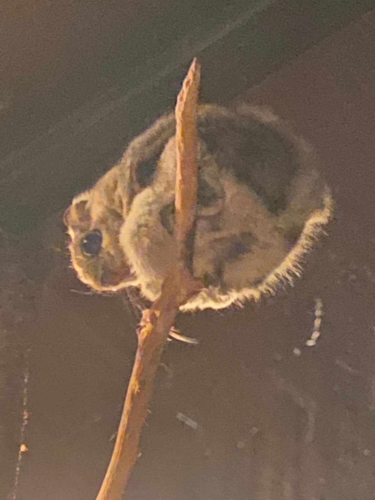 旭山動物園

モモンガちゃん
目がクリクリで可愛すぎる😍
展示室が暗闇なの...