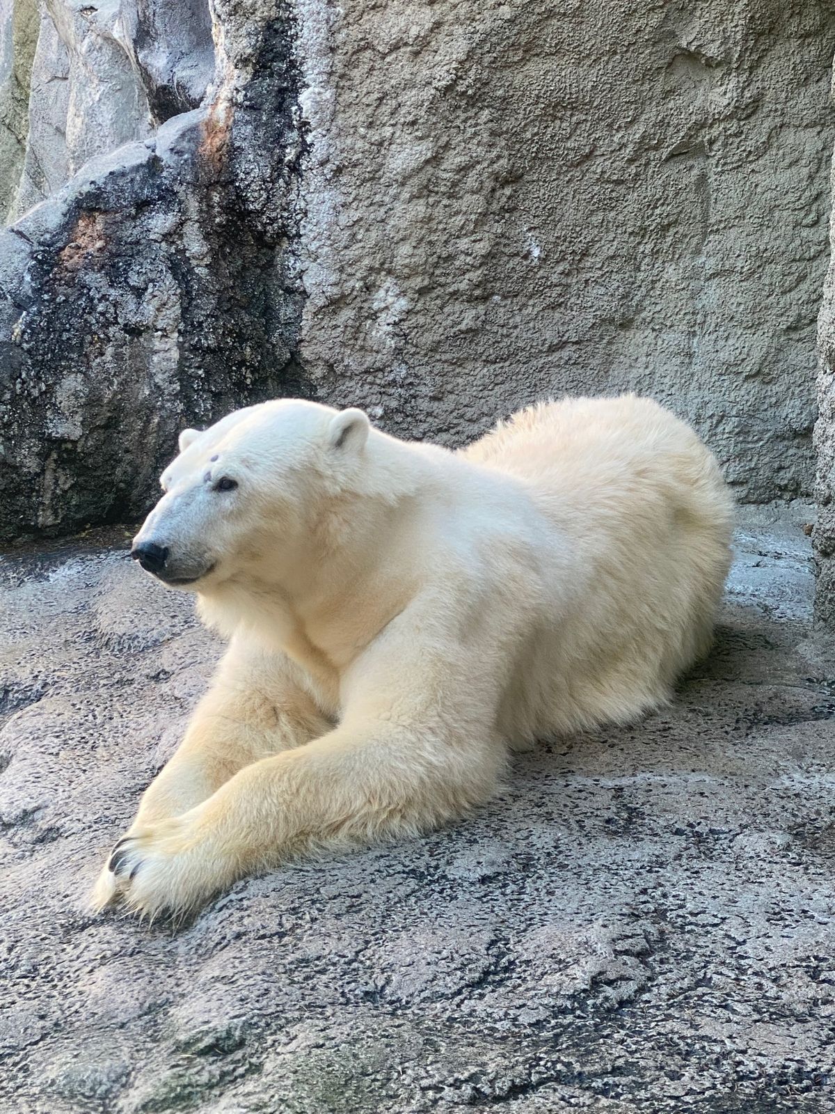 旭山動物園

ホッキョクグマちゃん
離れてみる分には可愛い〜😍