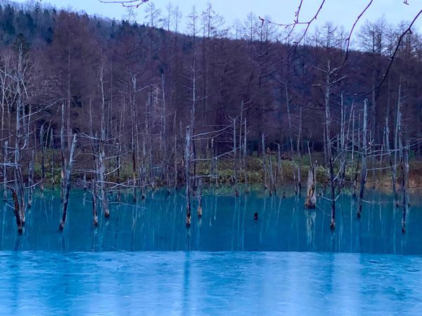 日本・北海道「念願の旭山動物園と青い池へ🤩」の写真：青い池

日が暮れ気味な上に池が凍ってし...