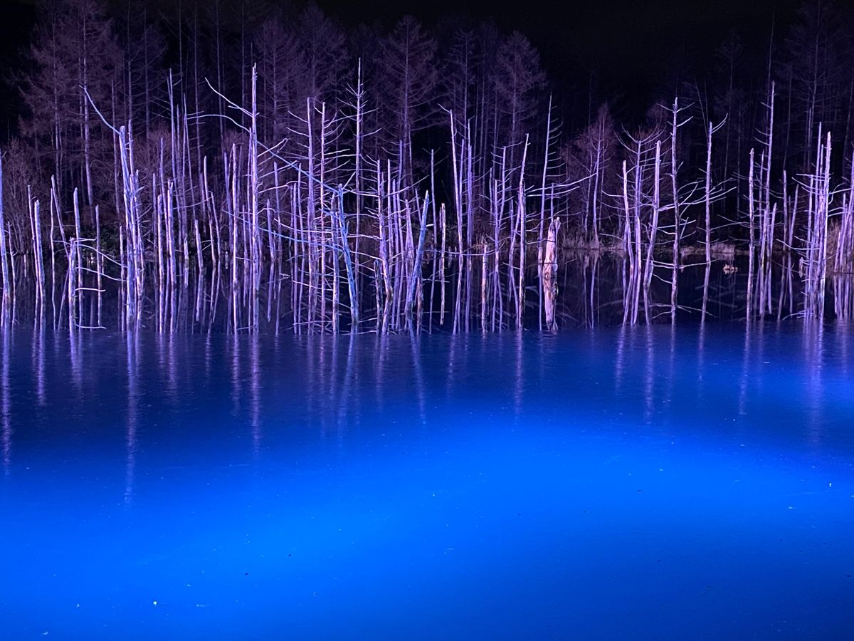 青い池

ライトアップはめっちゃ綺麗で
ライトがついた瞬間に歓声が上がった...