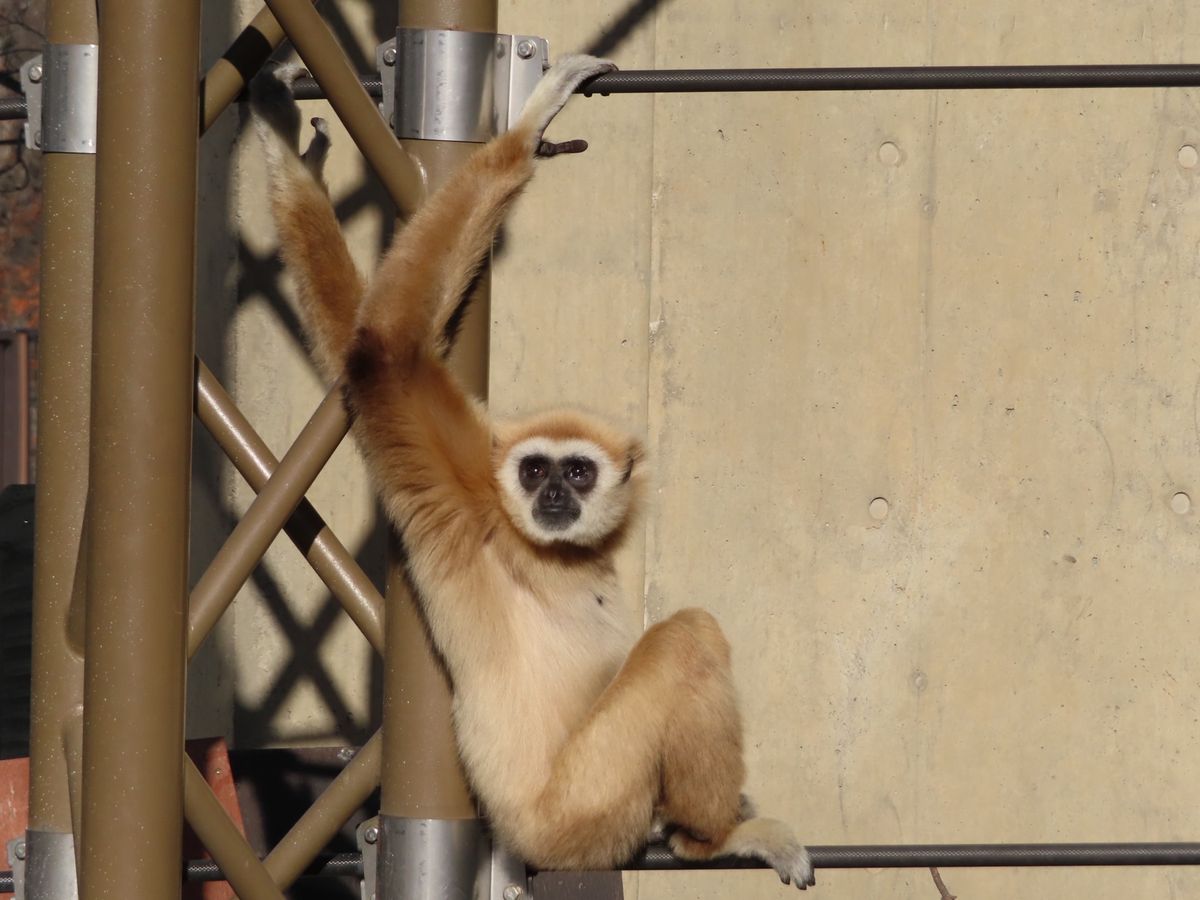 旭山動物園

おサル🐒の可愛い姿がたくさん撮れた❤️