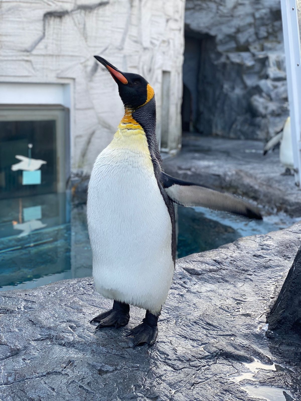 帰る前にもう一度最後に🐧ちゃん

動画撮ってたら
歩いてるときにツルっと滑...