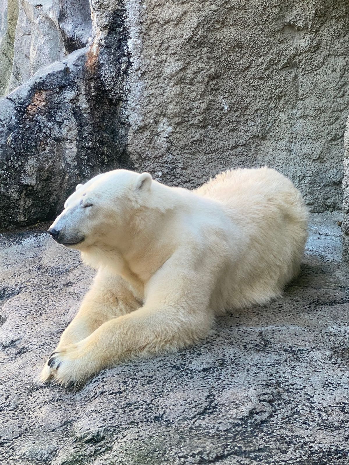 旭山動物園

ホッキョクグマちゃん
離れてみる分には可愛い〜😍