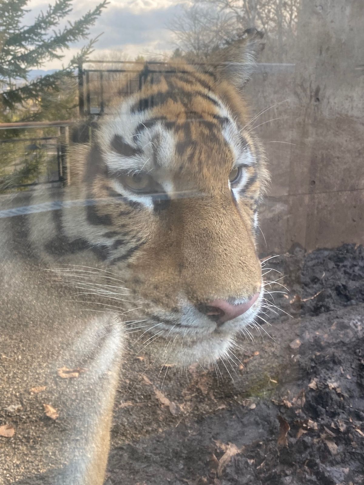 旭山動物園

うーん…全然見分けがつかん…
ガラス越しでも
これだけ近いと...