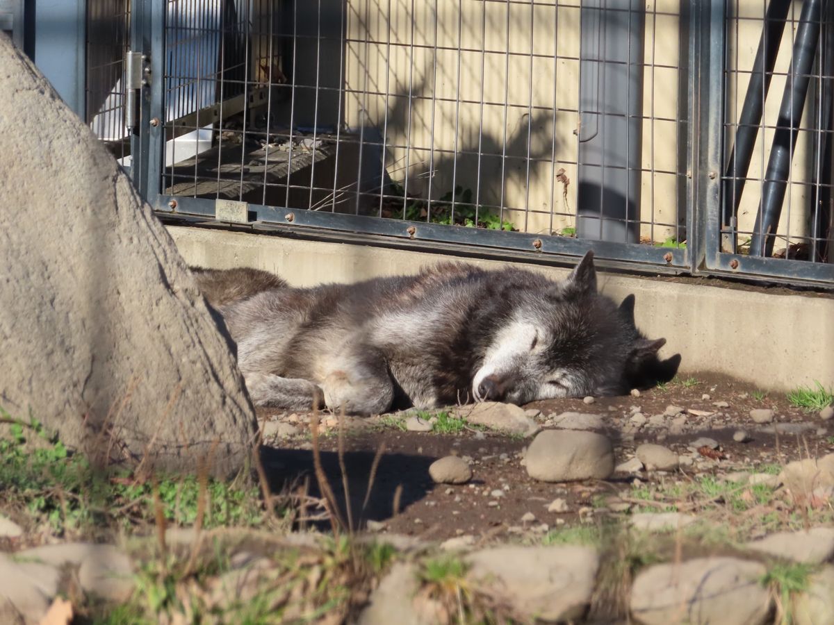 旭山動物園

最初オオカミが全然見つからなくて
やっと見つけた子も
スヤス...