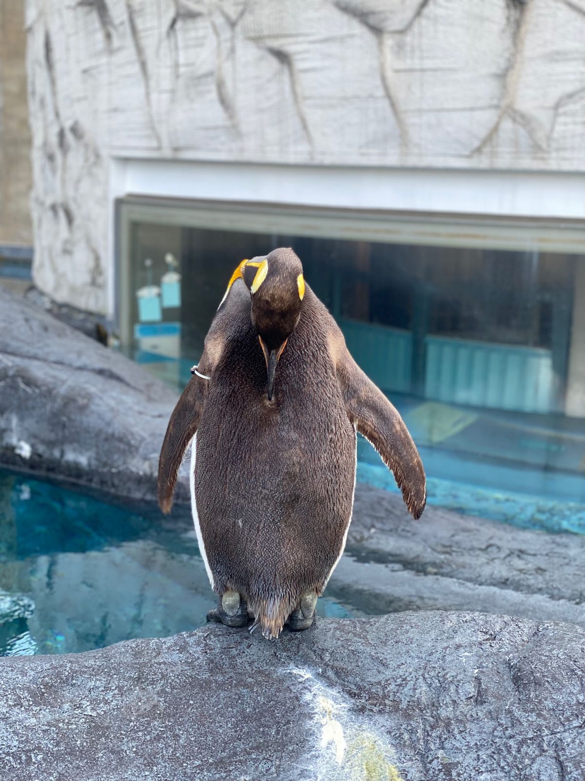 帰る前にもう一度最後に🐧ちゃん

動画撮ってたら
歩いてるときにツルっと滑...