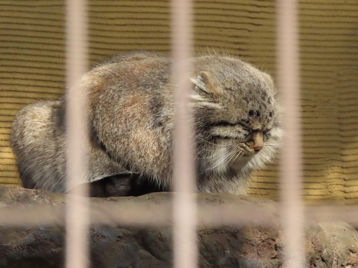 旭山動物園

ダーウィンが来た！でもでてくるマヌールネコ
めっちゃ寝てた😅
