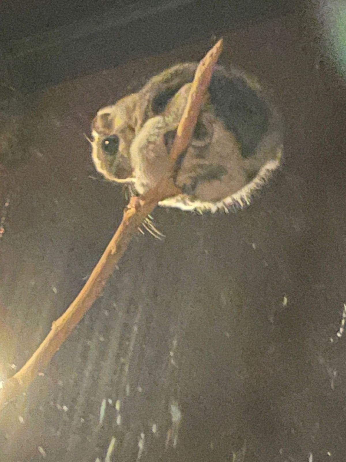 旭山動物園

モモンガちゃん
目がクリクリで可愛すぎる😍
展示室が暗闇なの...