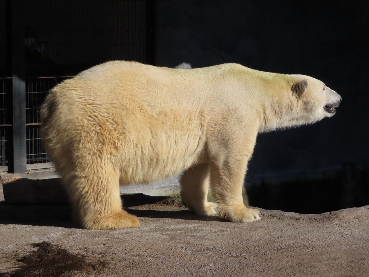 旭山動物園

この子はかなり大きくて
檻越しでも少し怖いくらい💦
ホッキョ...