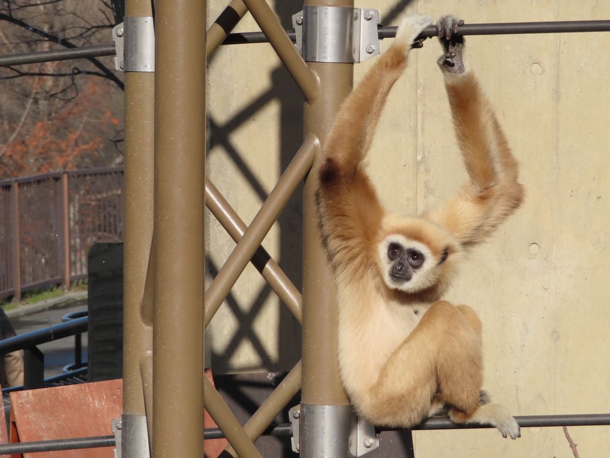 旭山動物園

おサル🐒の可愛い姿がたくさん撮れた❤️