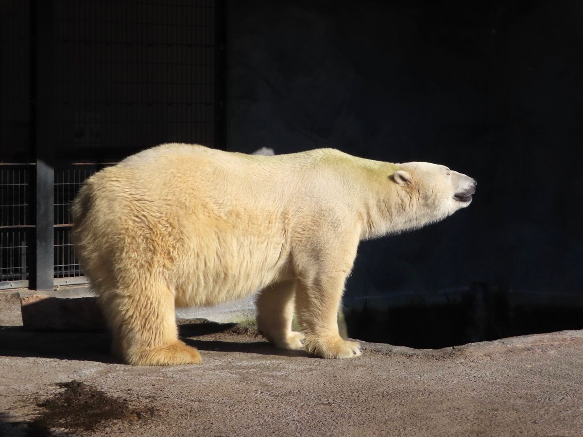 旭山動物園

この子はかなり大きくて
檻越しでも少し怖いくらい💦
ホッキョ...