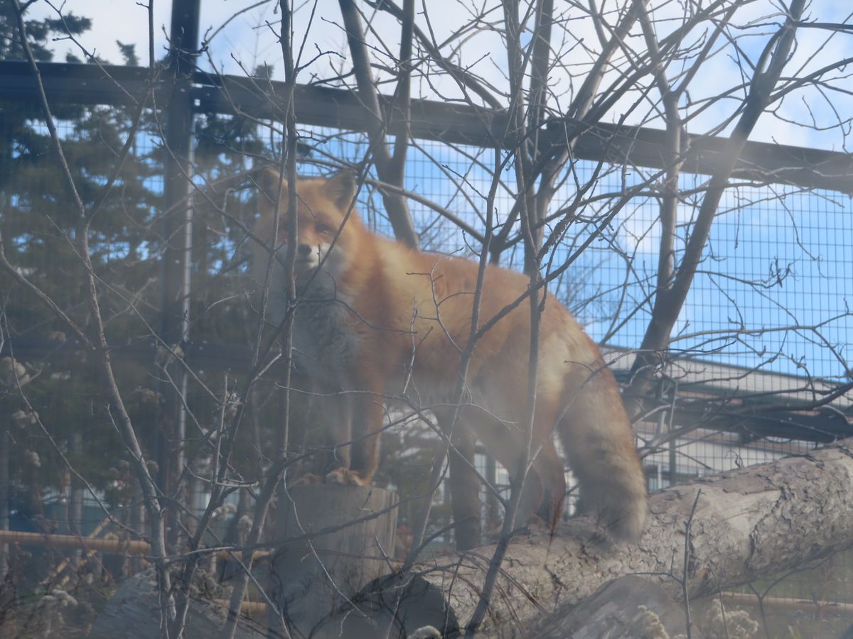 旭山動物園

この日のキツネちゃんは丸まって寝てた
そばを歩いてると「ん〜...