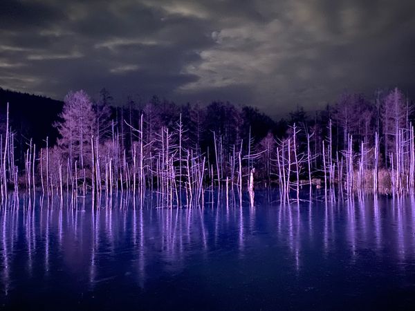 日本・北海道「念願の旭山動物園と青い池へ🤩」の写真：青い池

ライトアップには数パターンある...