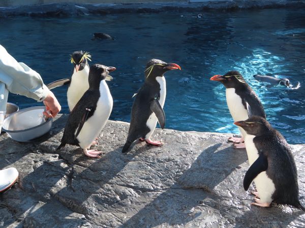 日本・北海道「念願の旭山動物園と青い池へ🤩」の写真：旭山動物園

イワトビペンギンちゃんと
...