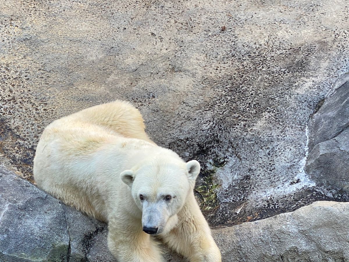旭山動物園

ホッキョクグマちゃん
離れてみる分には可愛い〜😍