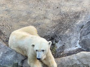 旭山動物園

ホッキョクグマちゃん
離れてみる分には可愛い〜😍