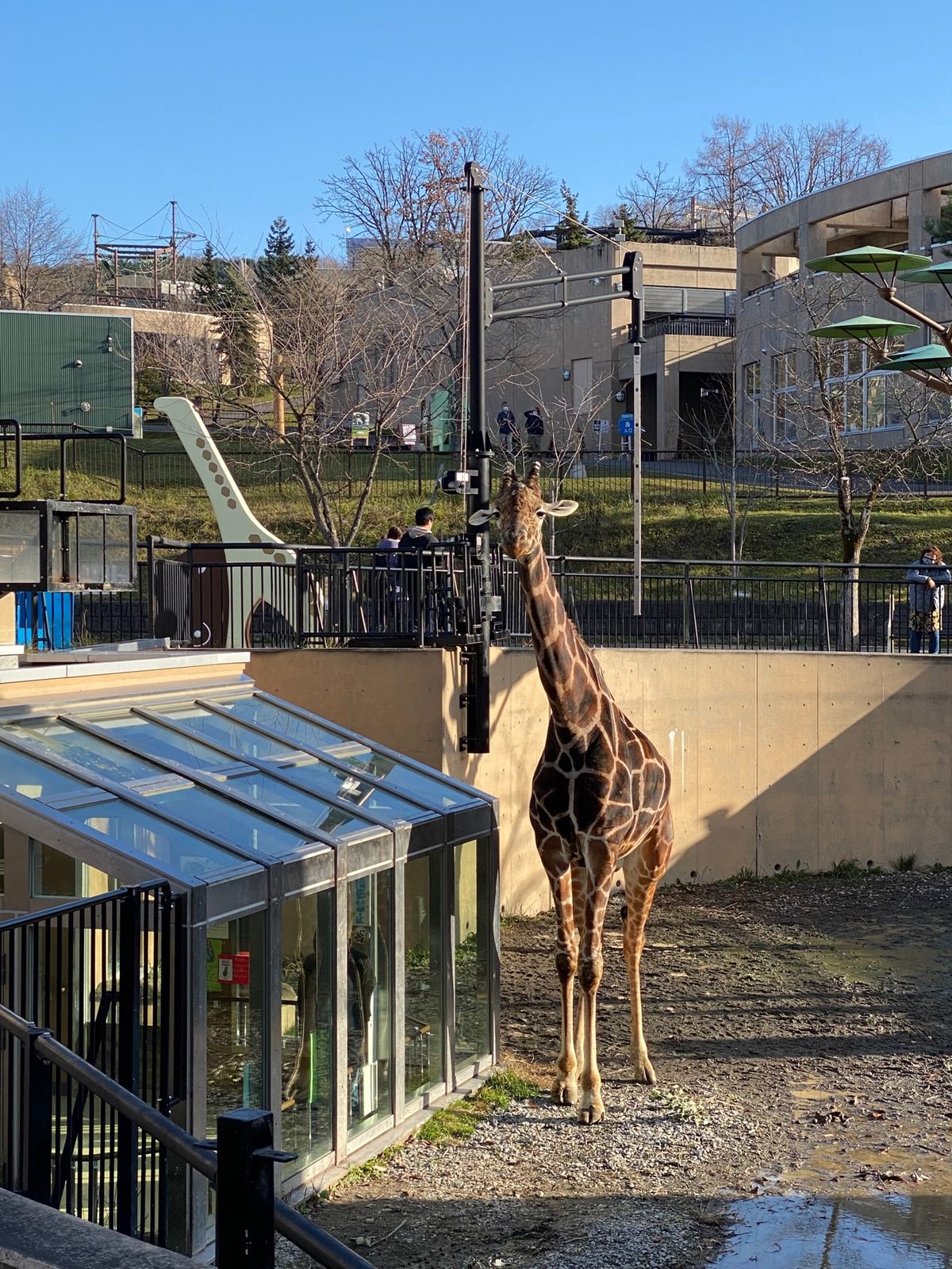旭山動物園

なかなか思うように目の前に来てくれないキリンくん🦒
草食動物...