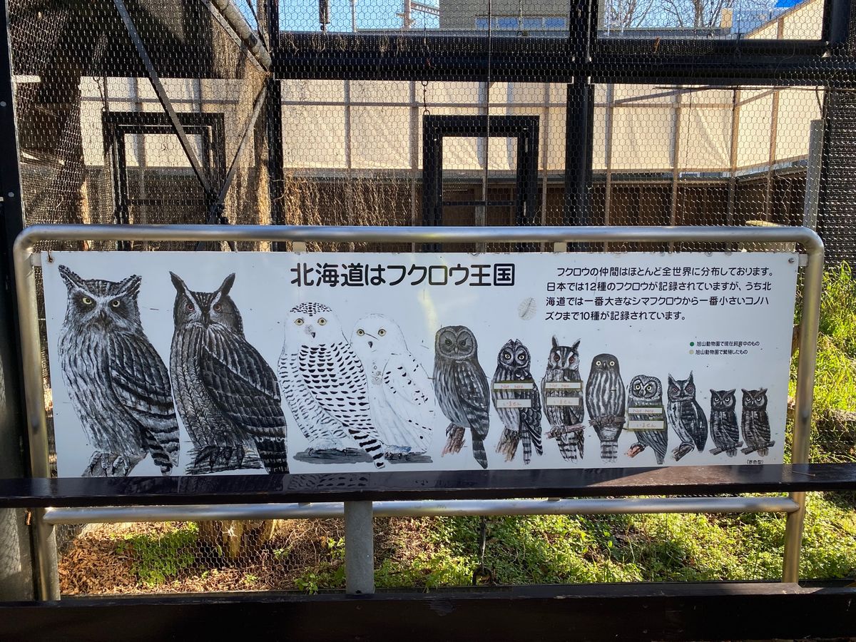 旭山動物園

檻越しだから
撮るの難しい猛禽類ちゃん達