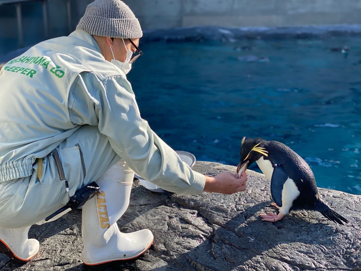 旭山動物園

イワトビペンギンちゃんと
キングペンギンちゃんたち