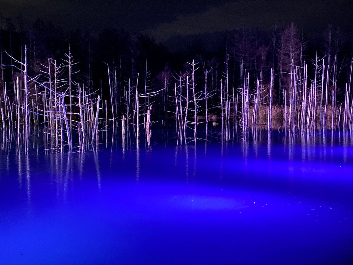 青い池

ライトアップはめっちゃ綺麗で
ライトがついた瞬間に歓声が上がった...