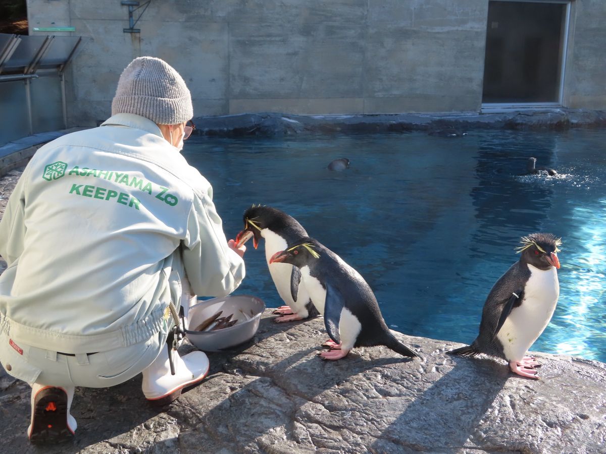 旭山動物園

入場券も動物の絵柄が数パターンあって可愛い〜😍


まずはペ...