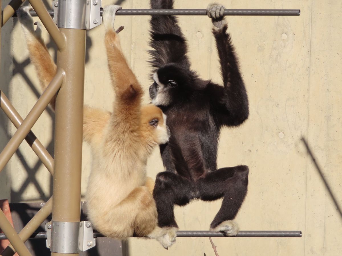 旭山動物園

おサル🐒の可愛い姿がたくさん撮れた❤️