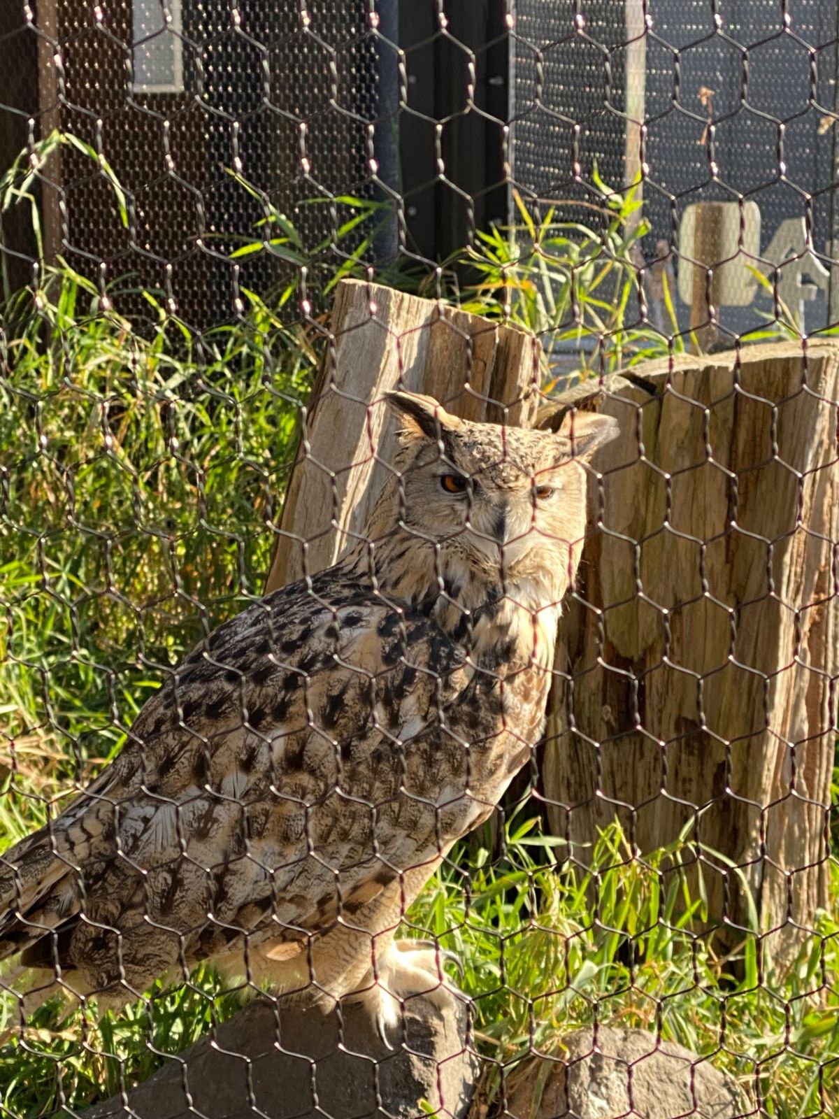 旭山動物園

檻越しだから
撮るの難しい猛禽類ちゃん達