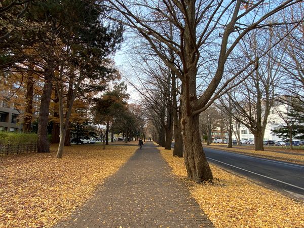 日本・北海道「念願の旭山動物園と青い池へ🤩」の写真：北大の銀杏並木

天気がすごく良かったか...