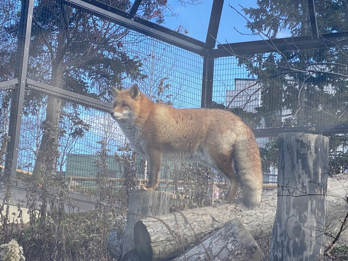 旭山動物園

この日のキツネちゃんは丸まって寝てた
そばを歩いてると「ん〜...