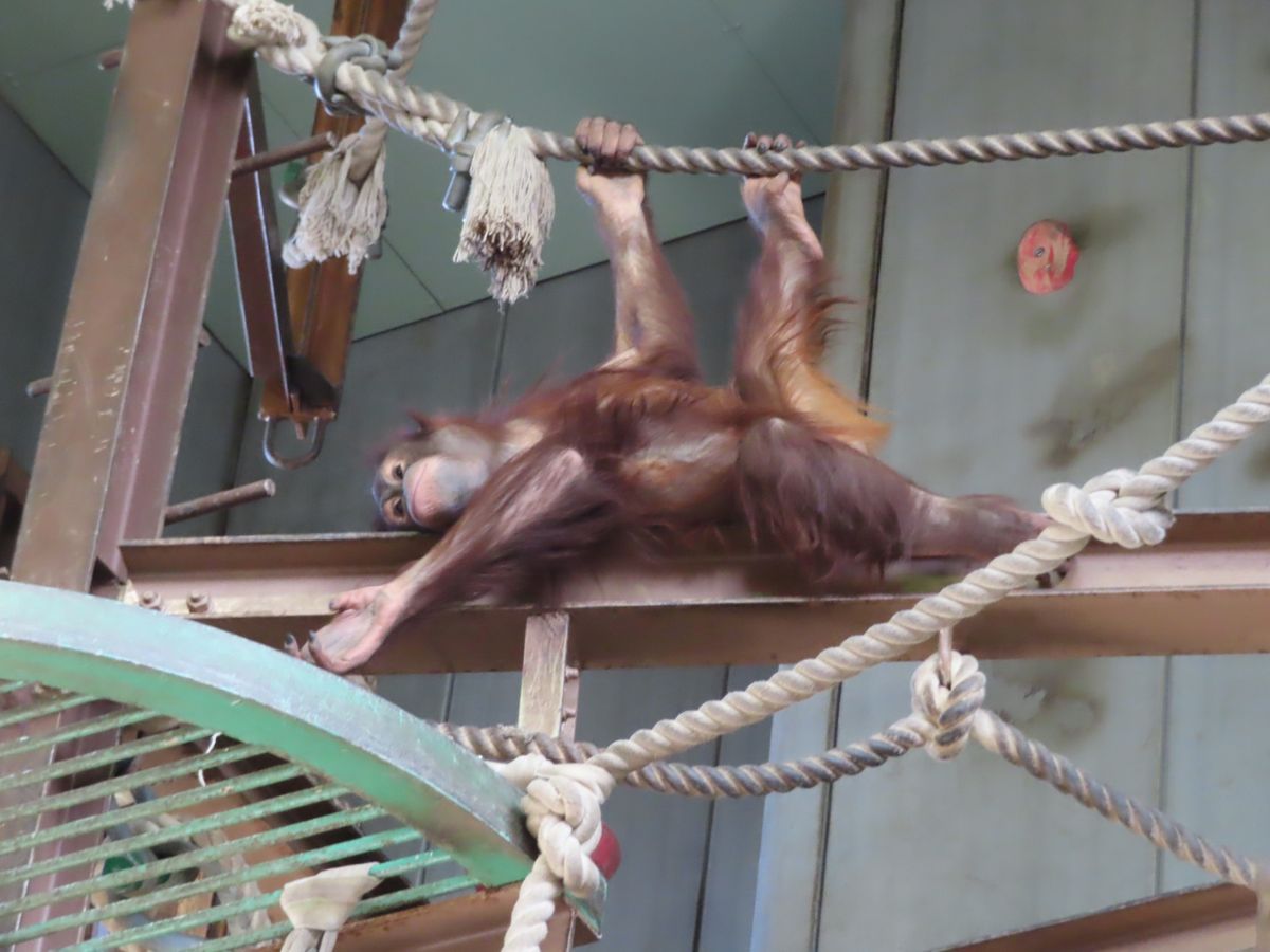 旭山動物園

高いところも楽々移動してる姿はさすが！
めちゃくちゃ高所で暇...