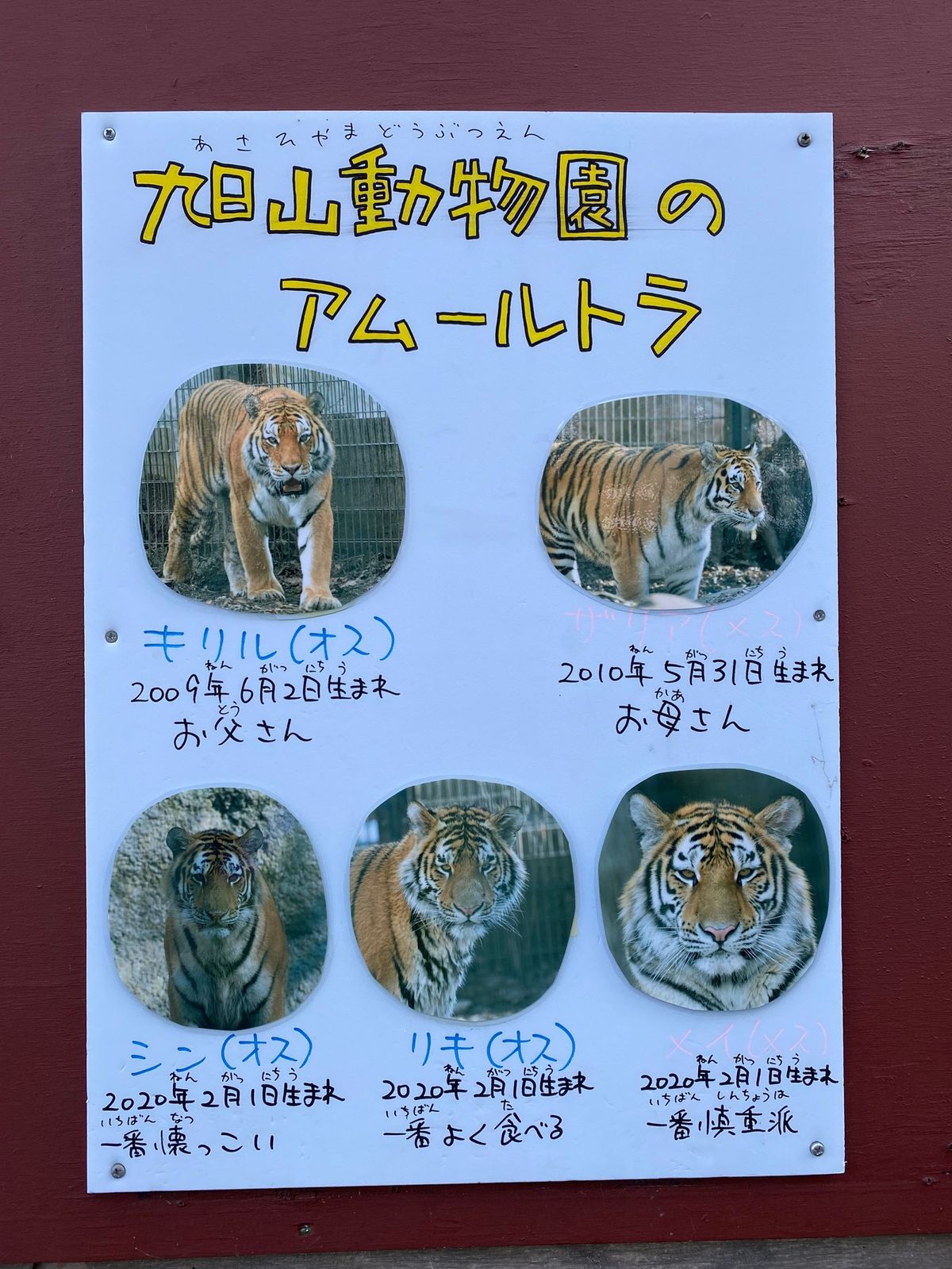 旭山動物園

うーん…全然見分けがつかん…
ガラス越しでも
これだけ近いと...